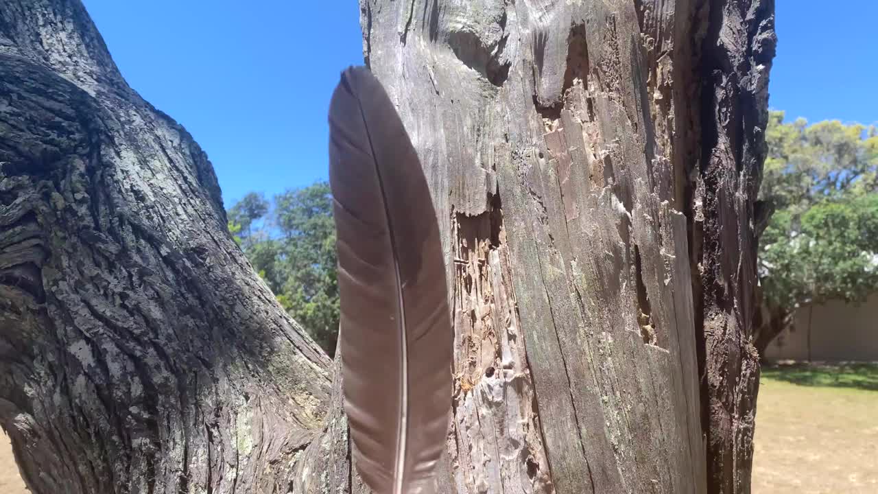 棕色的鸟羽毛对树干视频下载