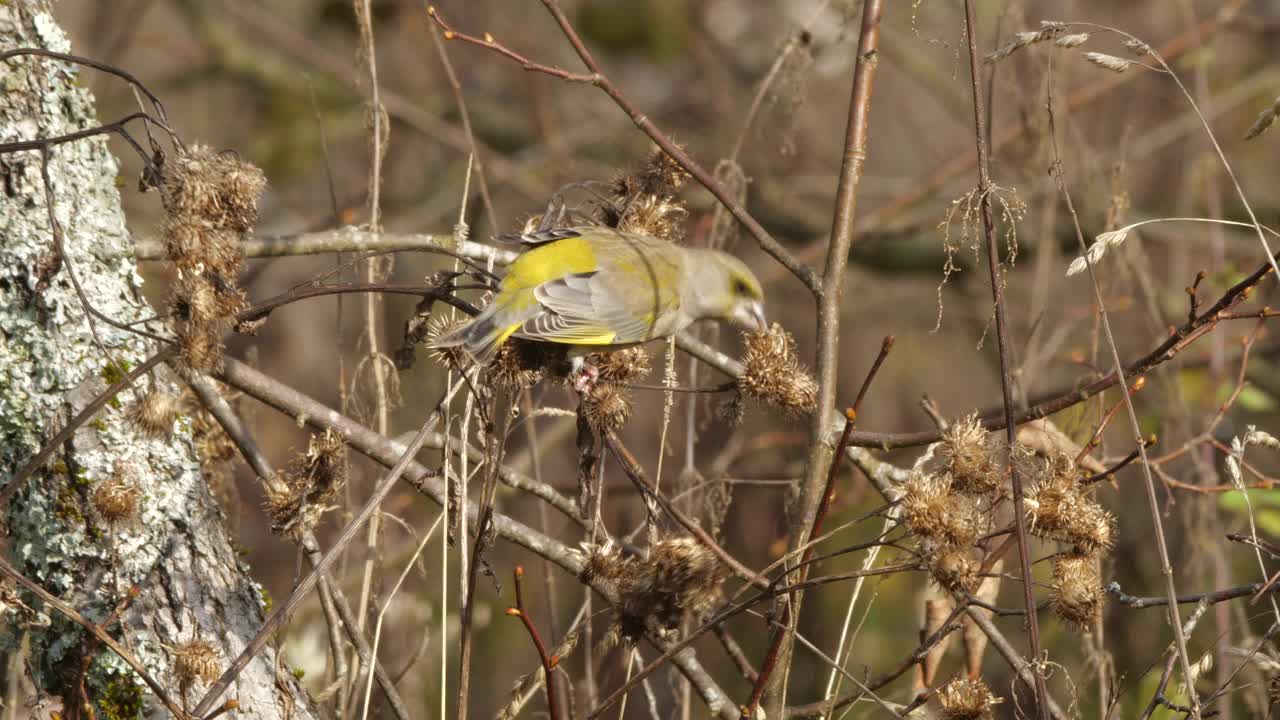 白俄罗斯春天喂养的绿翅雀视频下载
