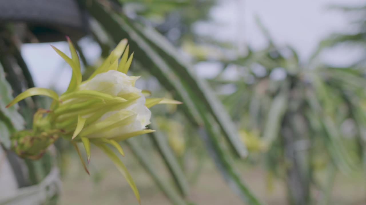 有机果园龙果黄花盛开与收获。视频素材