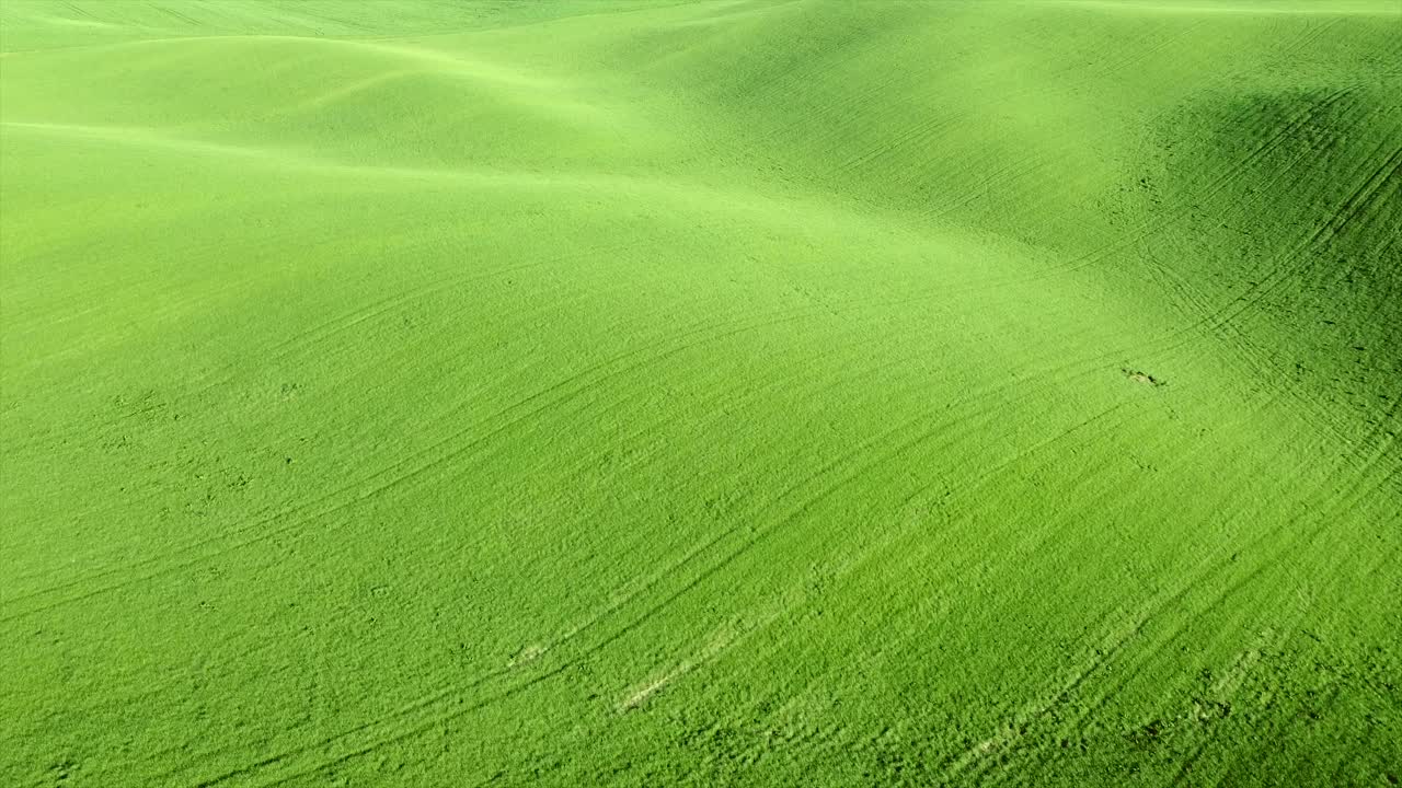 从长满青草或小麦的绿色农田飞起来视频下载