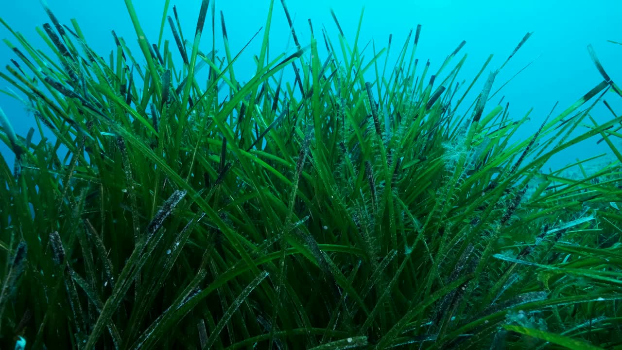 慢动作，浓密的绿色海草摇曳在蓝色的海水背景。绿色海草地中海绦草或海王星草(草属)。典型的，天然的地中海水下海景，塞浦路斯视频素材