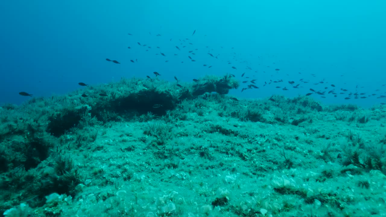 一群幼年地中海染色鱼(chromis chromis)游过覆盖着棕色海藻(Cystoseira)的岩石海床。摄像机在海底向前移动。4K - 60帧。典型的，天然的地中海水下海景，塞浦路斯视频素材