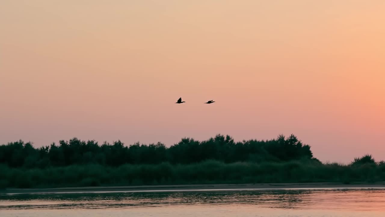 鸟儿在日出时飞翔。在日出的背景上两只鸟飞过水面的剪影视频素材