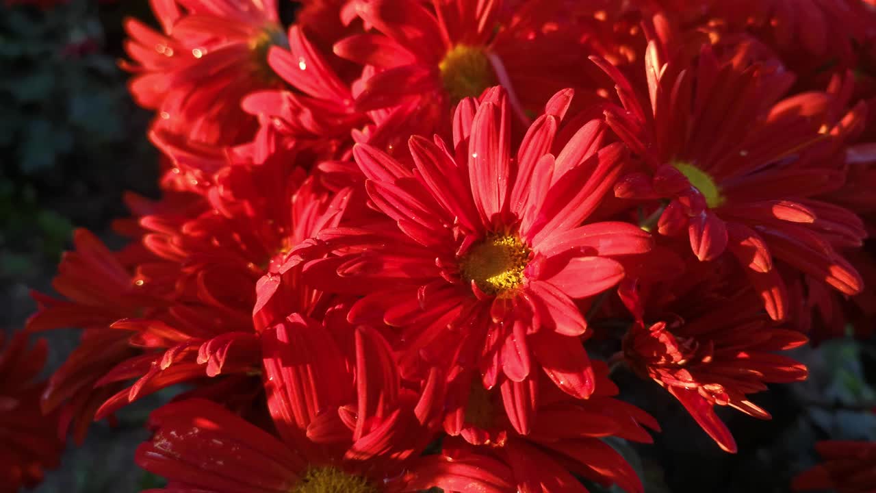 秋天的花园里，红菊花近距离开放视频素材