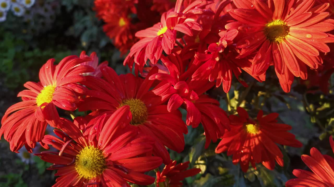 秋天的花园里，红菊花近距离开放视频素材