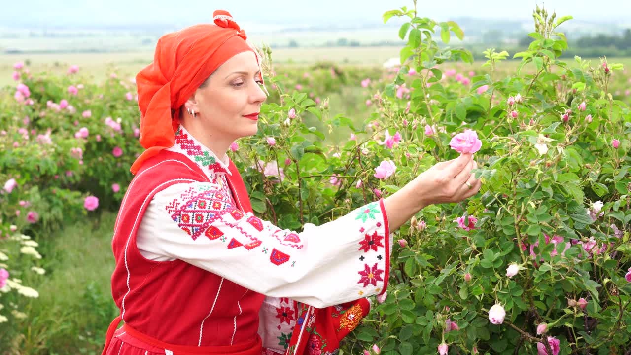 穿着传统保加利亚服装的中年妇女在农田里采摘玫瑰。玫瑰采收，精油生产。视频下载