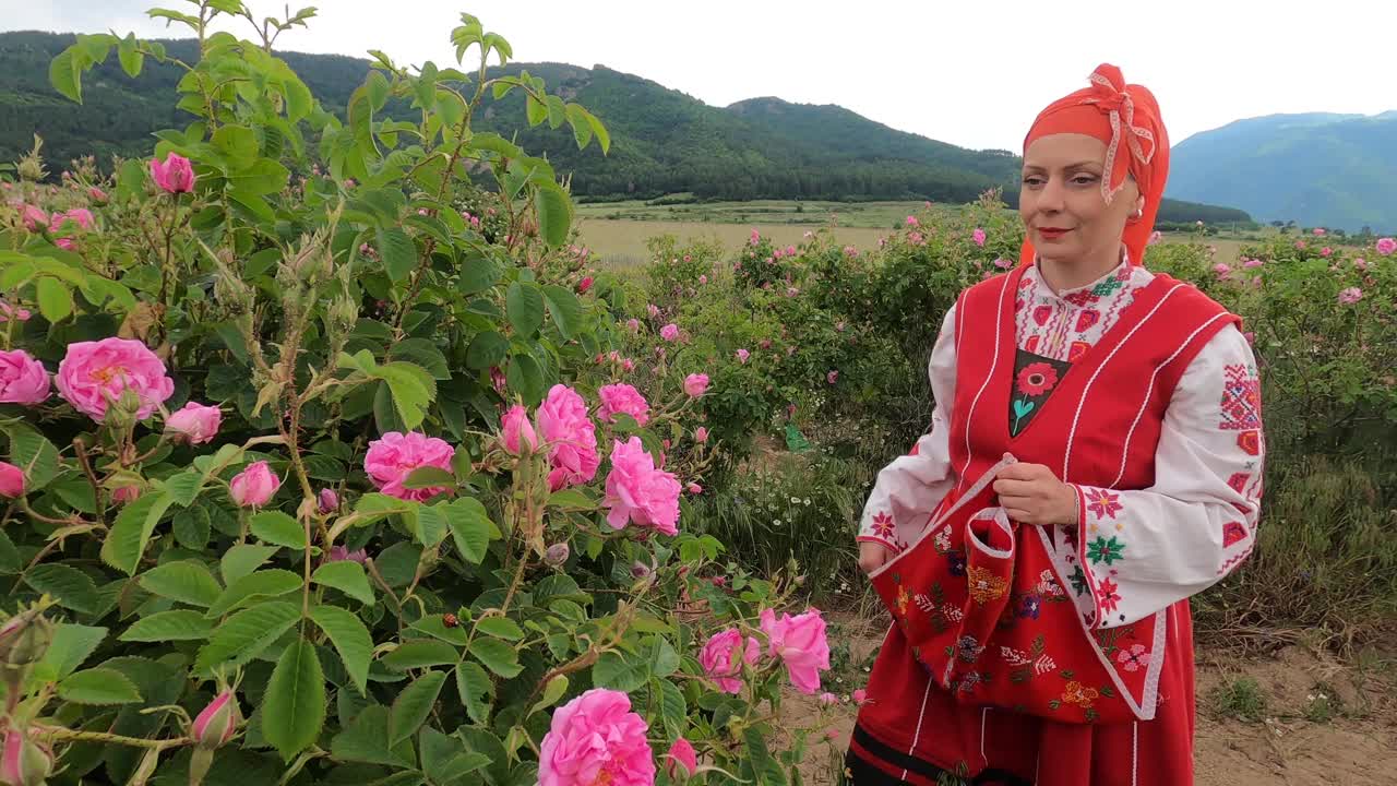 穿着传统保加利亚服装的中年妇女在农田里采摘玫瑰。玫瑰采收，精油生产。视频下载