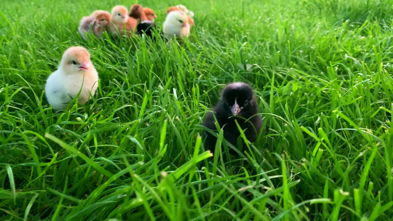 农场草地上的小鸡。五颜六色的小鸡在大自然中行走。母鸡棕色、黑色、黄色。封闭新生鸡喙场。可爱的小鸡图案和装饰。复活节的概念视频下载