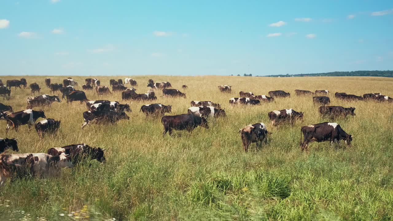 在一个阳光明媚的夏日，一大群五颜六色的奶牛穿过马路，到田野里吃干草视频素材