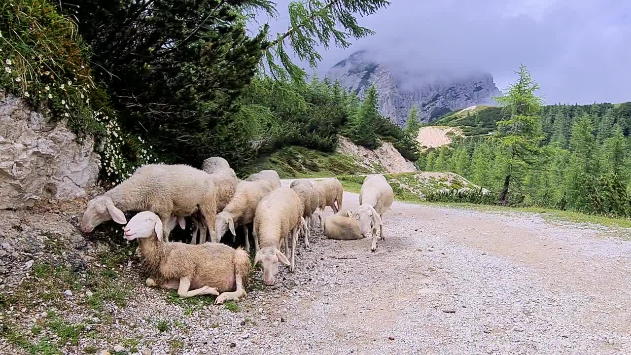 一群羊在山上的碎石路上吃东西。视频素材