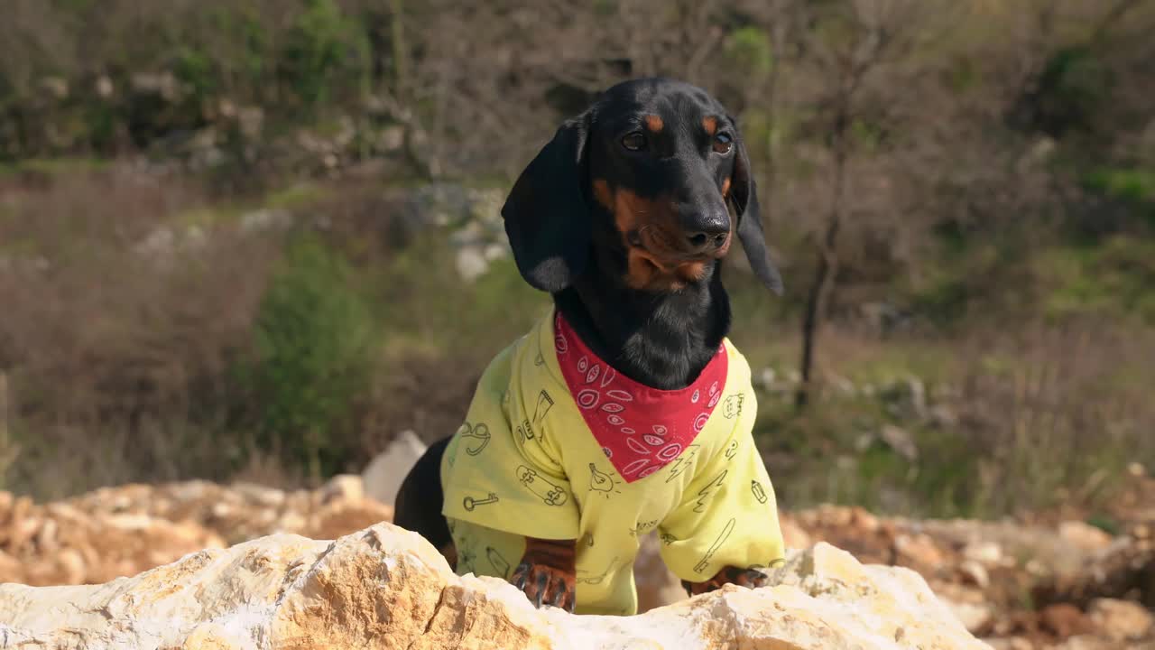 有趣的勇敢的腊肠狗狗旅行者在黄色t恤站在陡峭的悬崖顶森林裸露的树木在春天特写视频下载