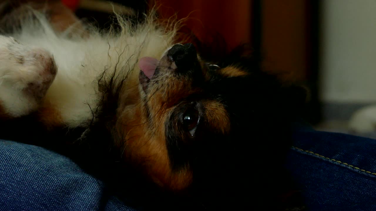 可爱的小黑毛雄性吉娃娃狗躺在主人的腿上视频素材