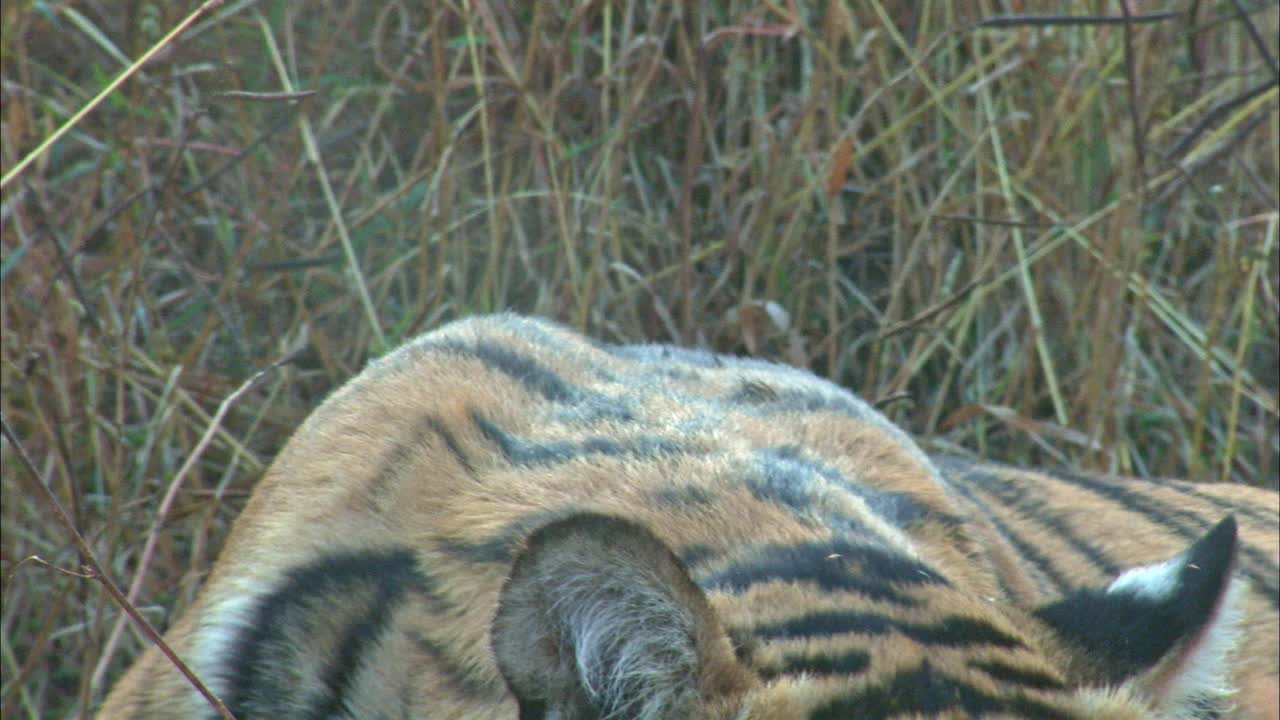 年轻的成年老虎用前腿着地，在草丛旁休息，醒来-特写/倾斜向下视频下载