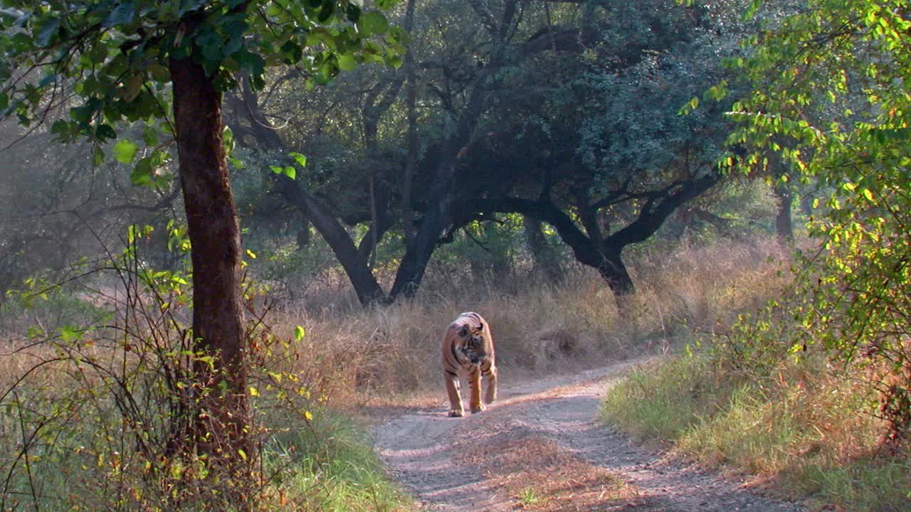年轻的成年雄性老虎走在森林的道路上，向相机宽镜头视频素材