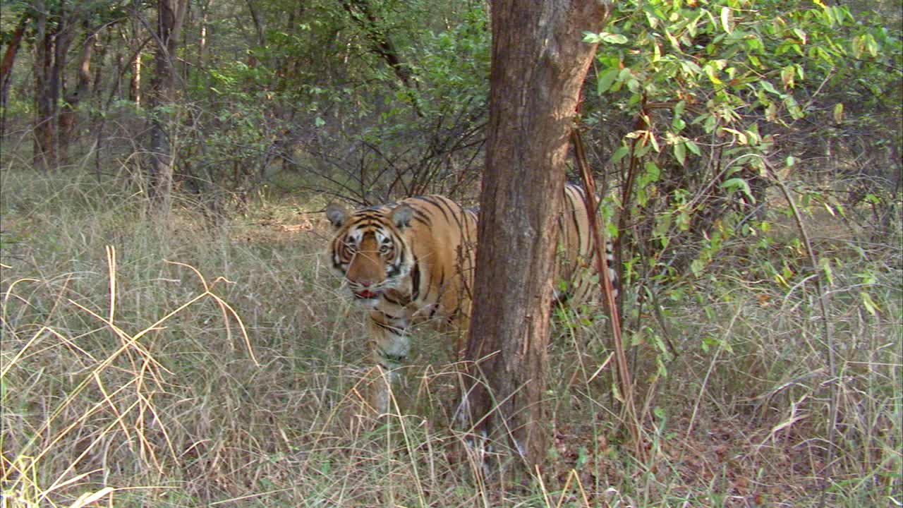 年轻的成年雄性老虎站在树后，走远-宽镜头视频素材
