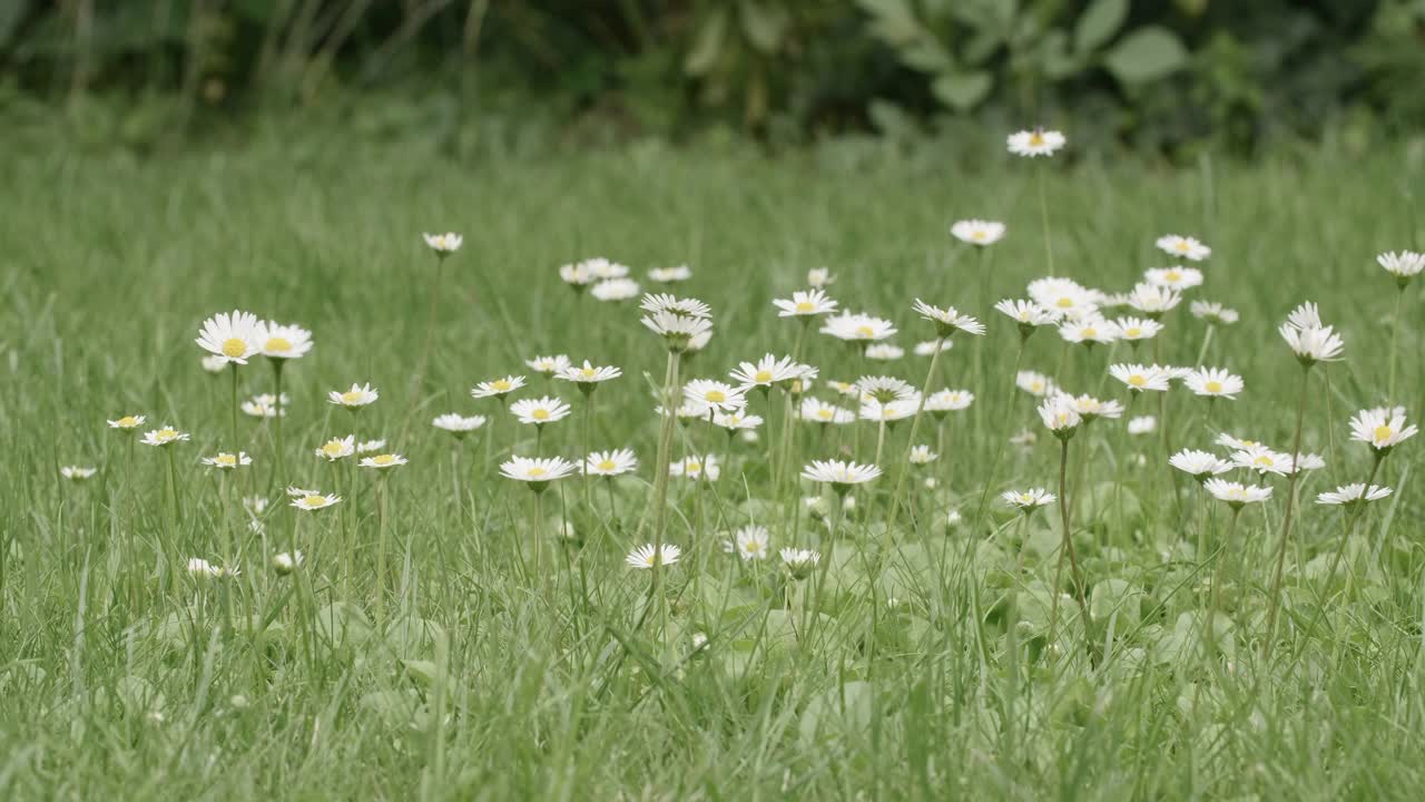 夏日绿色草地上雏菊的特写。视频素材