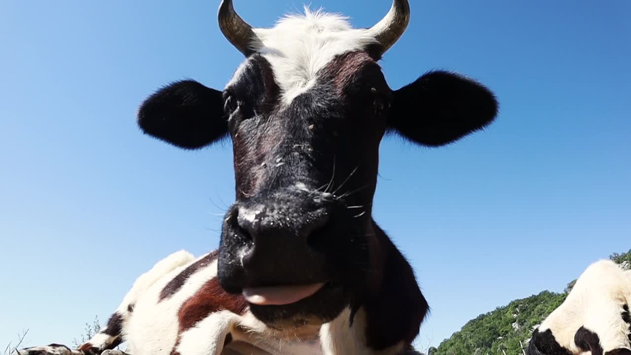 美丽的草地上有令人惊叹的奶牛视频素材