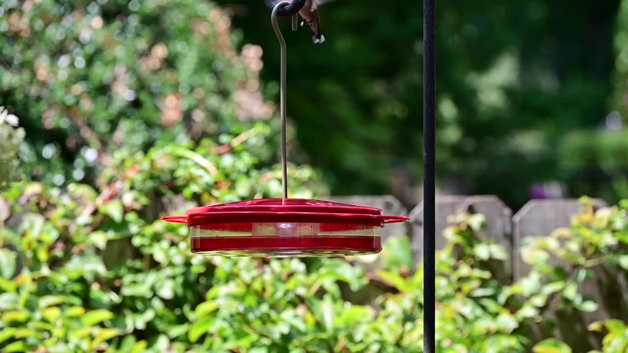 红宝石喉蜂鸟看着喂食器视频下载