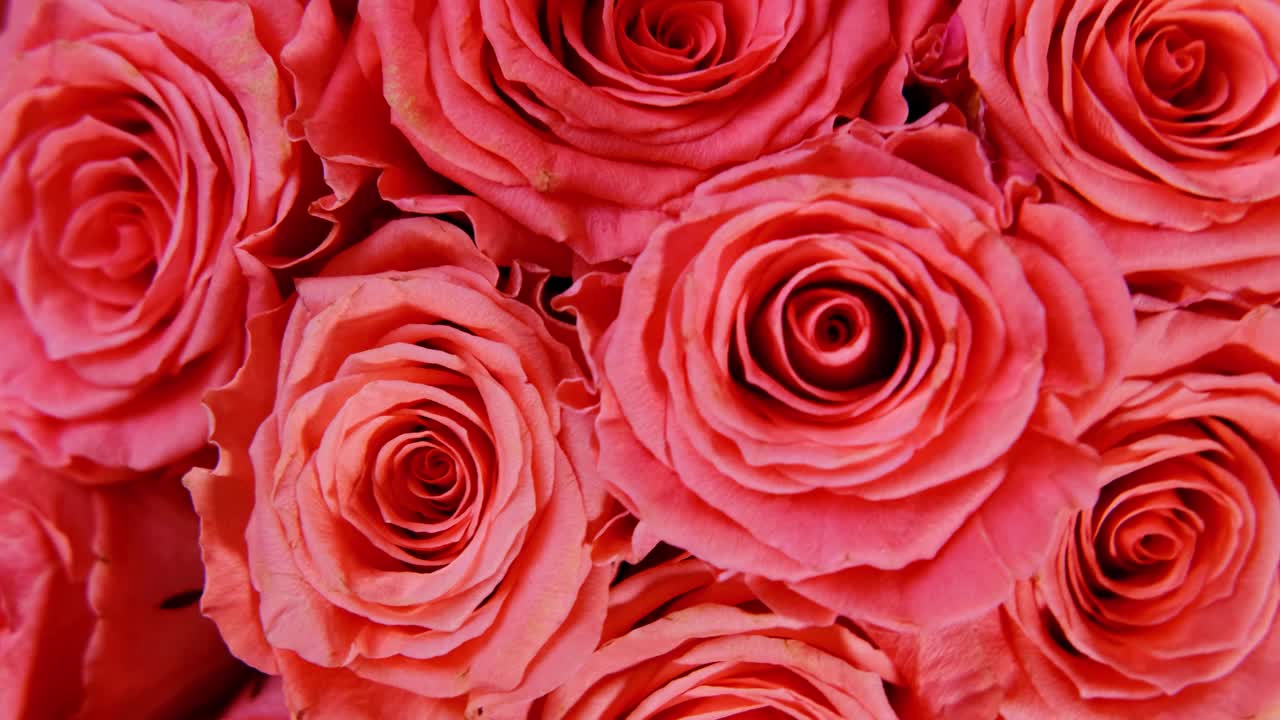 一束红色的玫瑰花作为节日礼物出现在特写镜头中视频素材