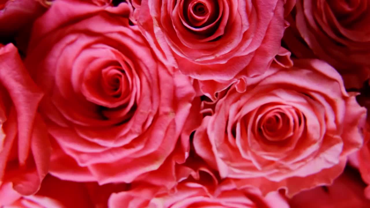 一束红色的玫瑰花作为节日礼物出现在特写镜头中视频素材