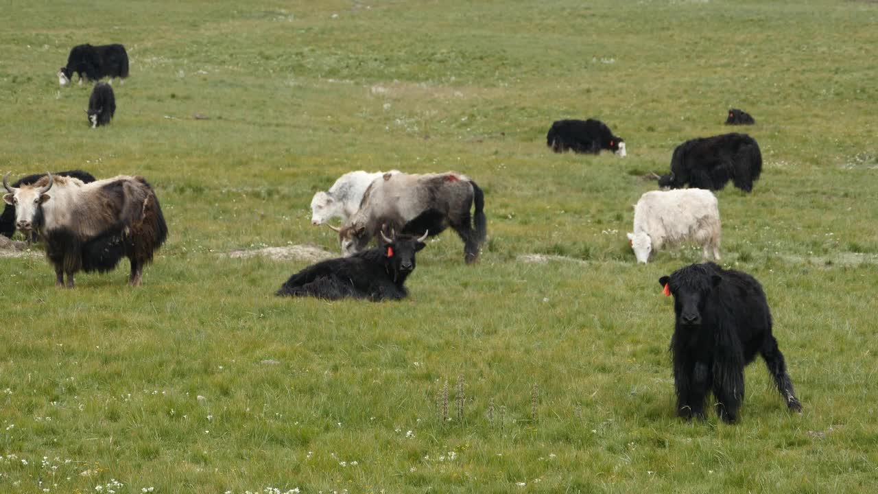 一群4k的牦牛在草原上，中国高原风光。视频素材