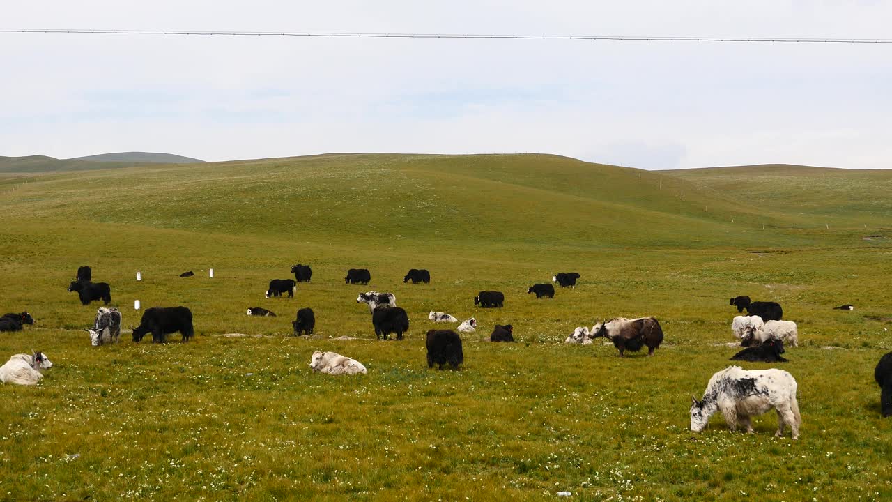 一群4k的牦牛在草原上，中国高原风光。视频素材