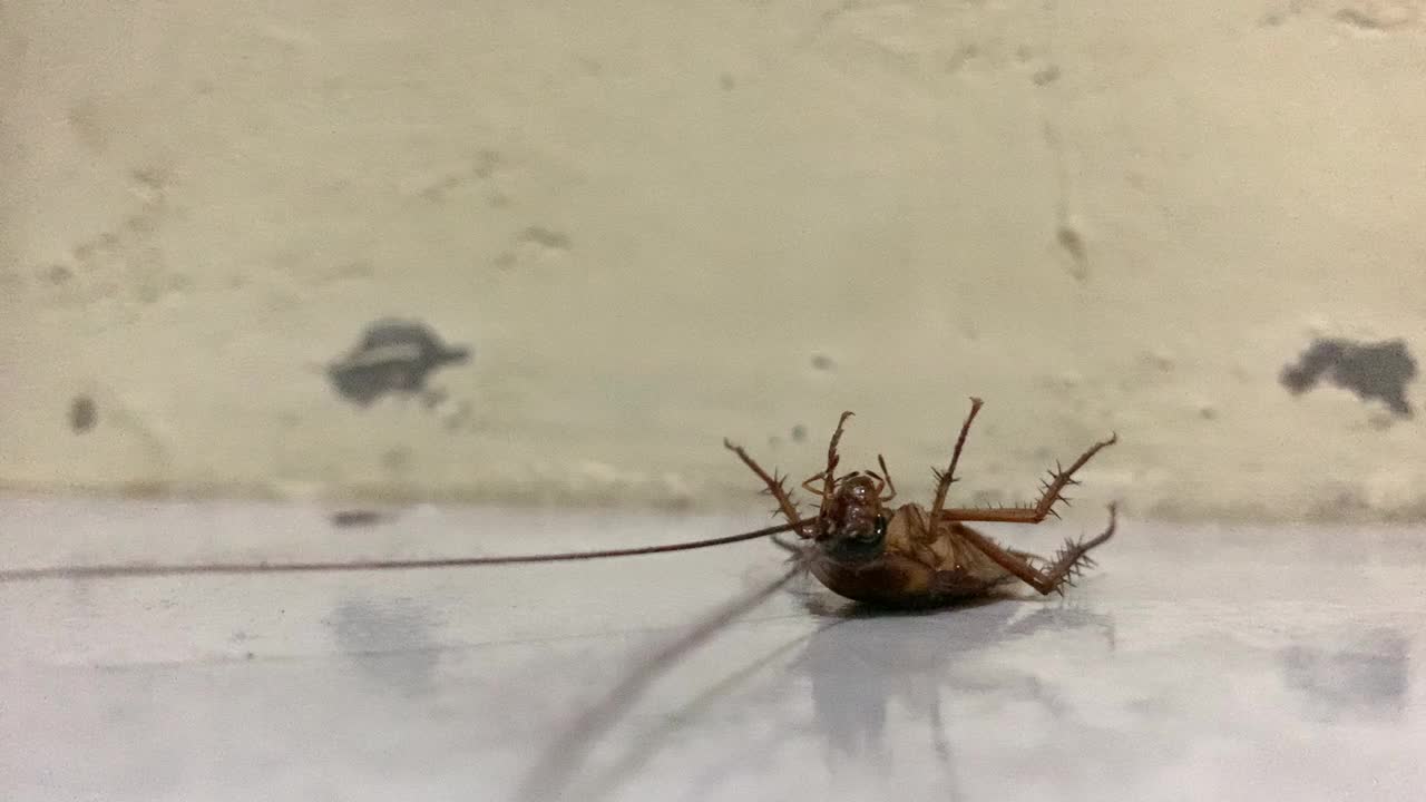 蟑螂倒立在地板上视频下载