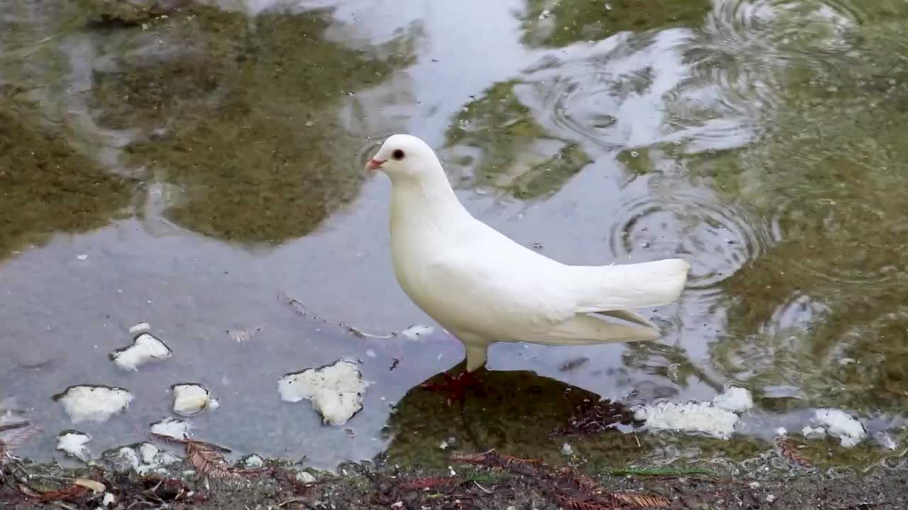 白鸽在池塘里吃着面包，池塘里的树倒映在水面上视频下载