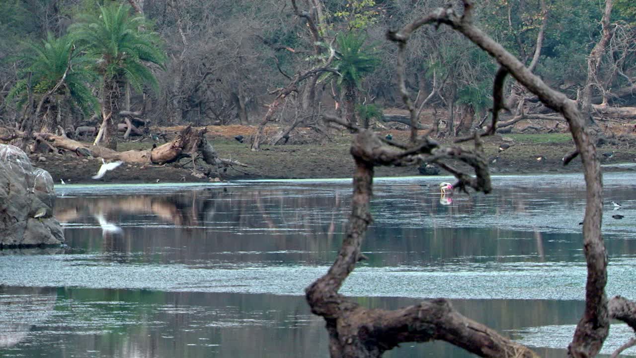 一片野生的池塘和干燥的树林——长镜头视频下载