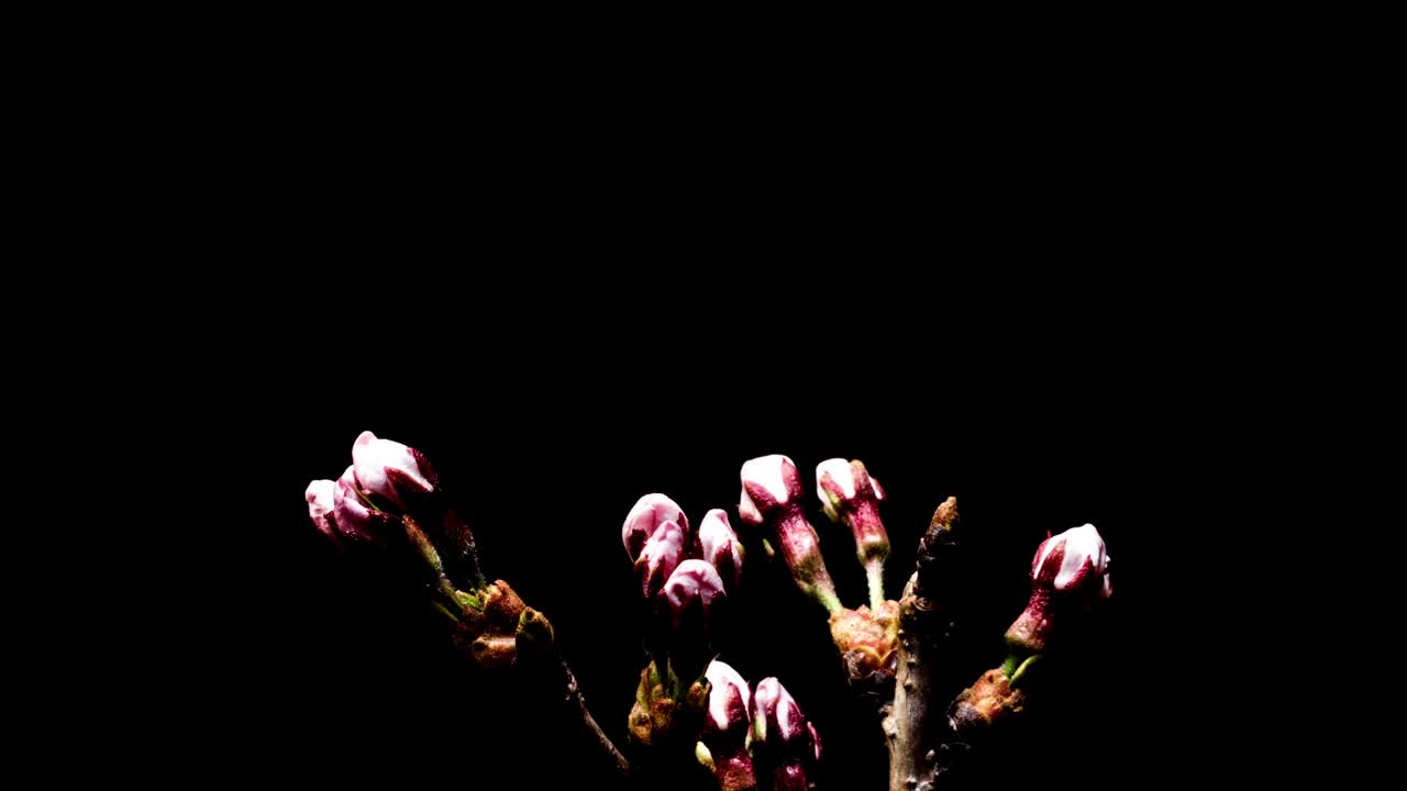 樱花树上盛开的樱花/韩国京畿道视频素材