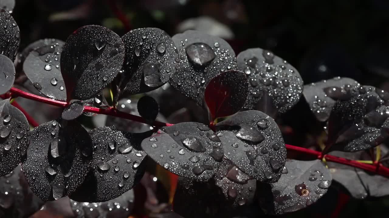 大而美丽的透明的雨水滴在紫色的叶子宏观。清晨的露珠在阳光下闪闪发光。视频素材