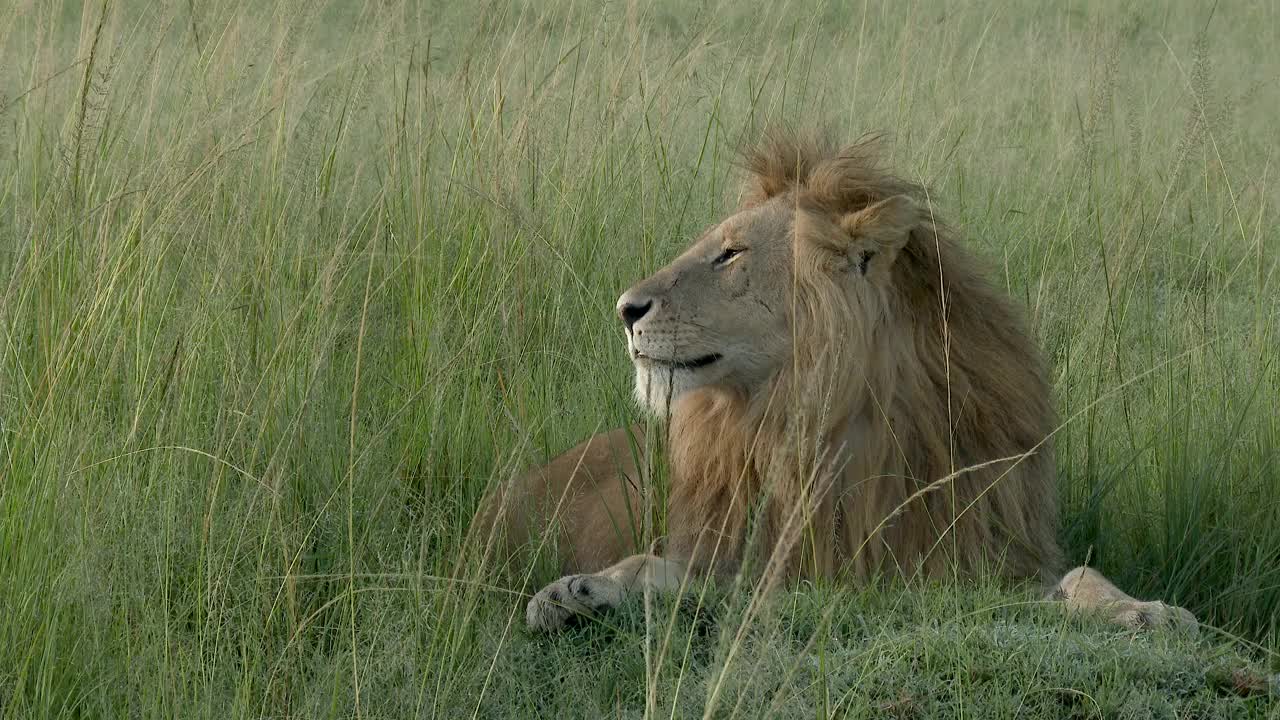 非洲狮子打哈欠视频素材