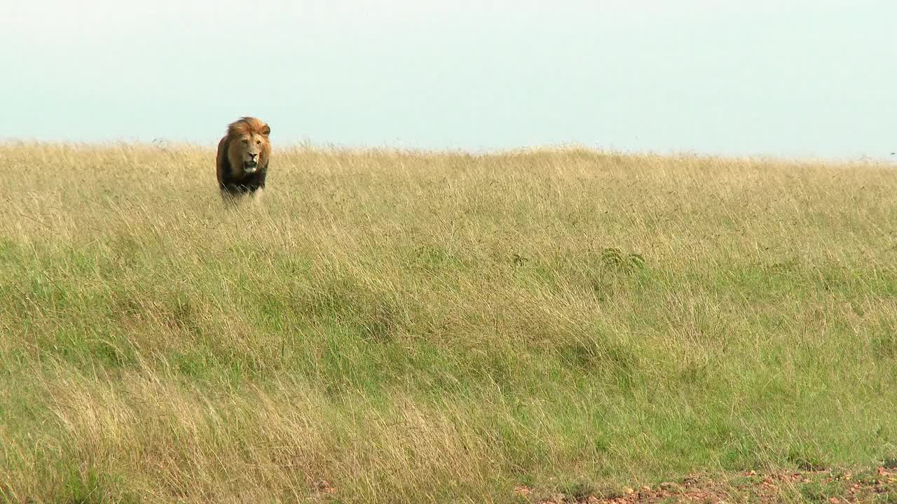 非洲狮对着镜头视频素材