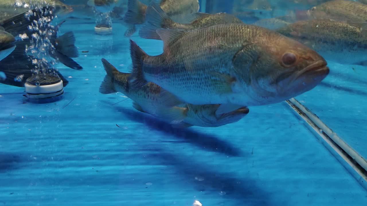 在水族馆海鲜超市出售的鲈鱼视频下载