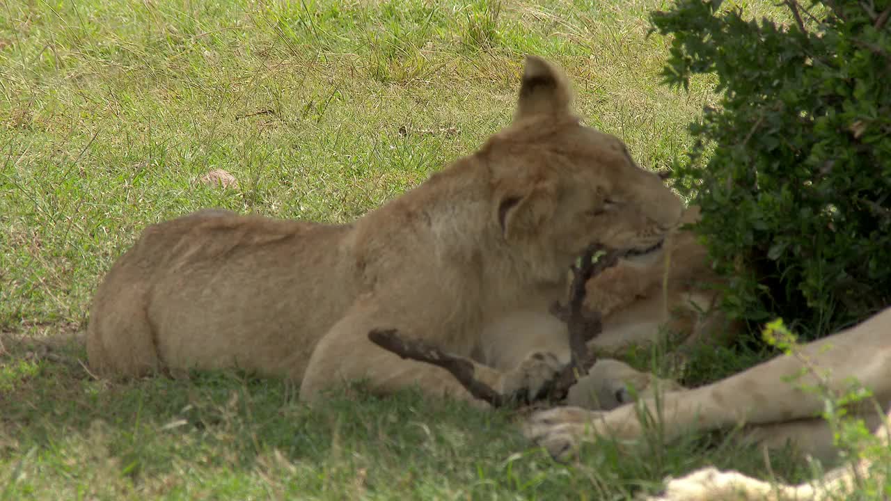 非洲狮幼崽咬木棍视频素材