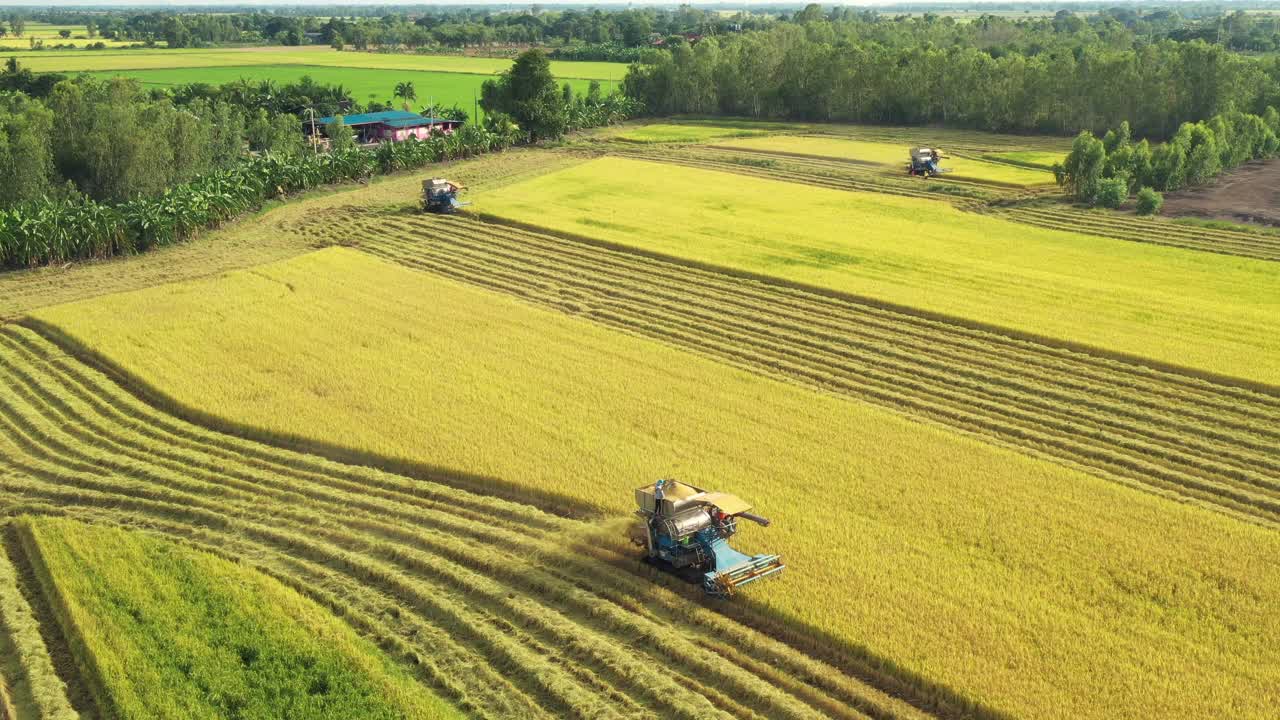 无人机的观点，农民驾驶收割机拖拉机，在农田里收割水稻视频素材