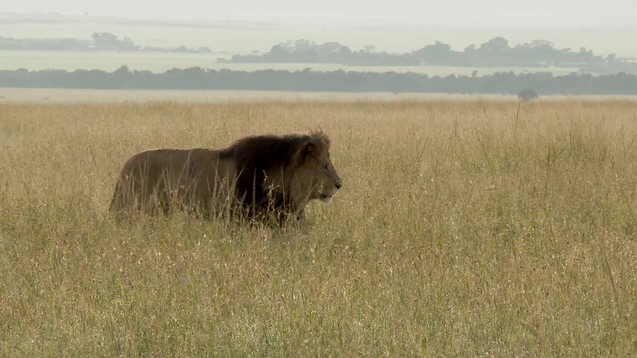 非洲狮子无所事事视频素材