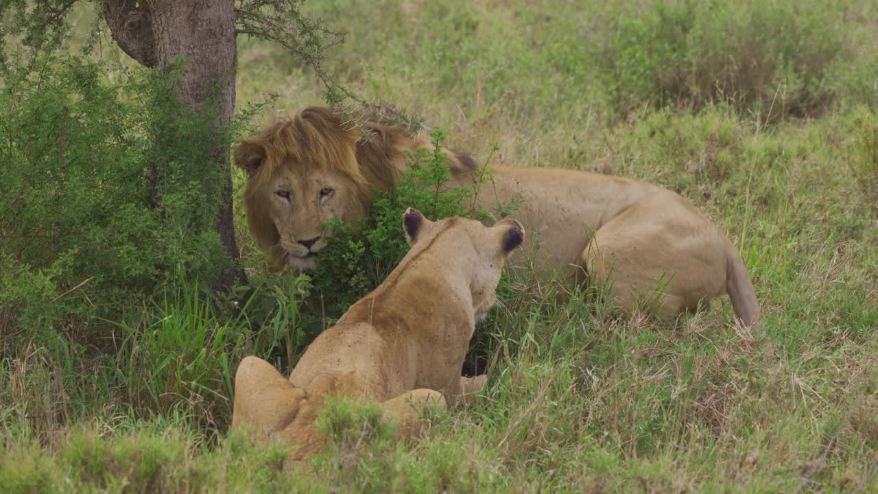 狮子和母狮交配视频素材