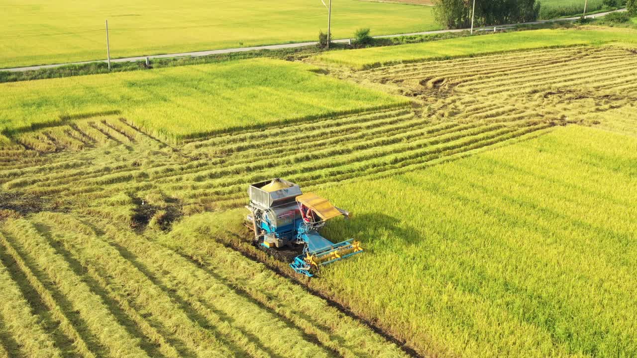 无人机的观点，农民驾驶收割机拖拉机，在农田里收割水稻视频素材