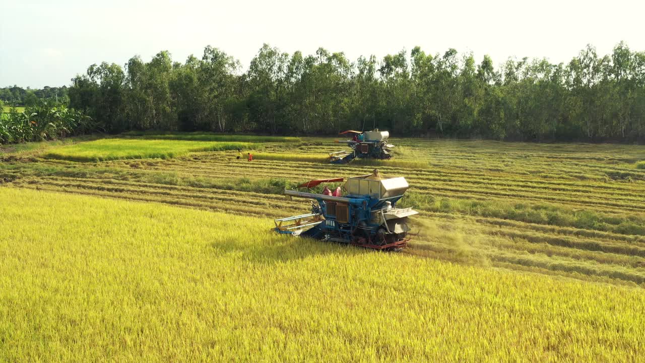 农民的无人机和拖拉机在农田里收获水稻。视频素材