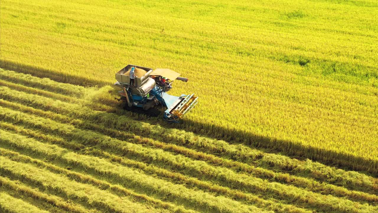 无人机的观点，农民驾驶收割机拖拉机，在农田里收割水稻视频下载