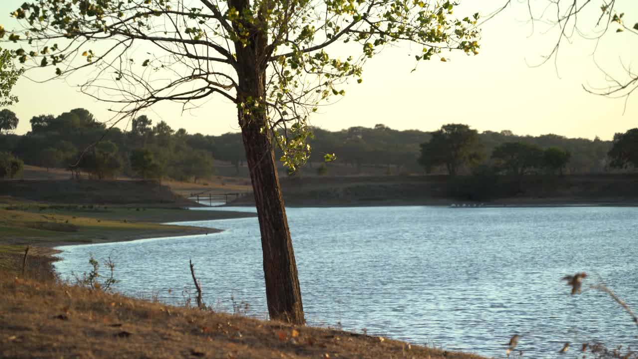 湖-日落-水-树-自然视频素材