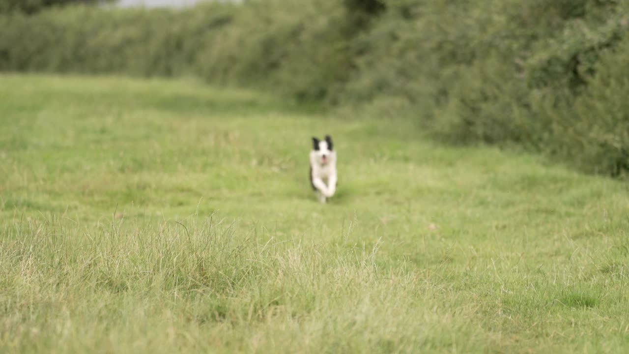 一只农场牧羊犬视频素材