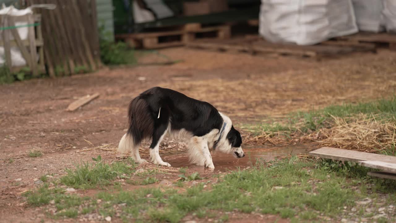 一只农场牧羊犬视频素材