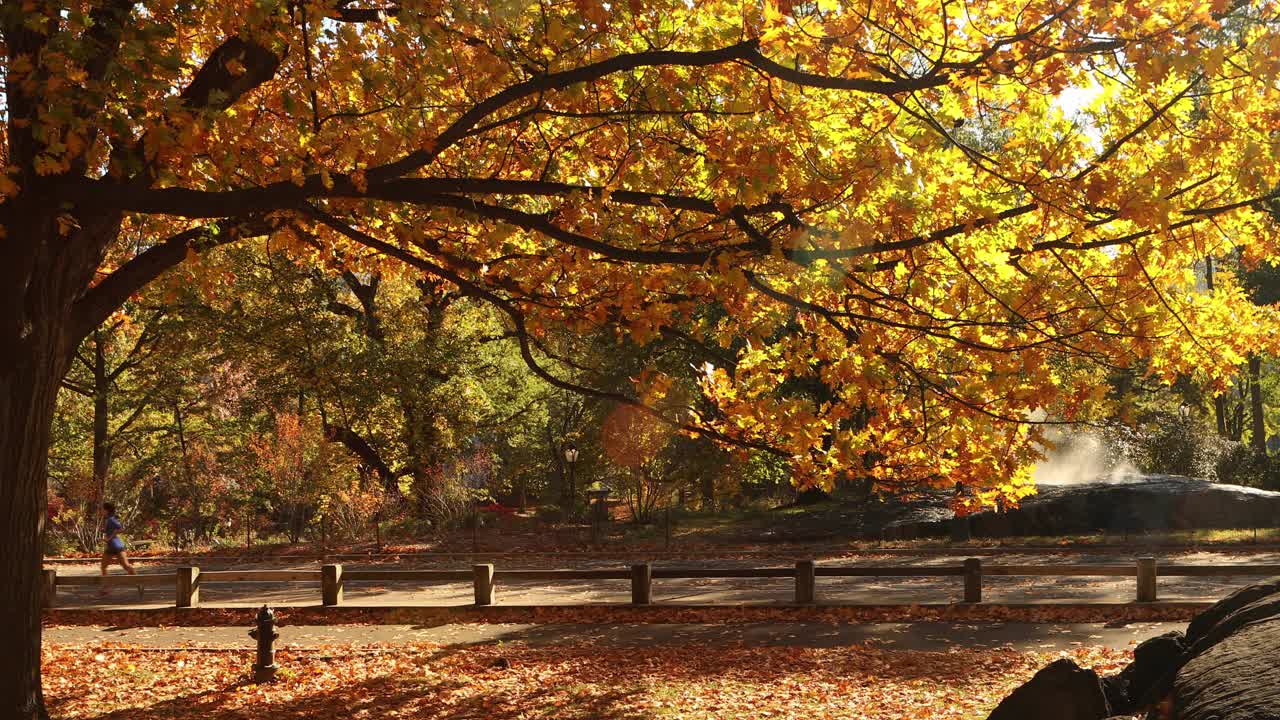 中央公园的秋天视频素材