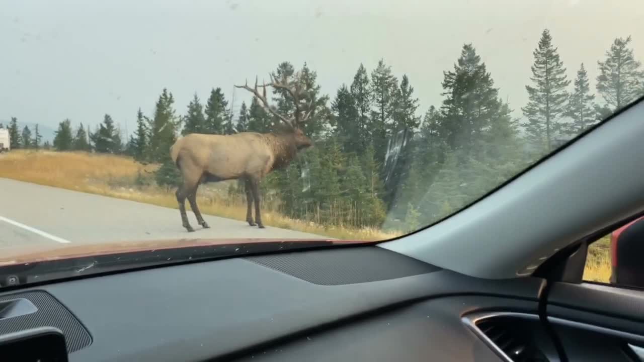公牛麋鹿经过加拿大阿尔伯塔省贾斯珀附近的高速公路视频下载