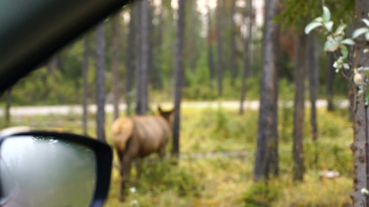 注意过马路的鹿!视频下载