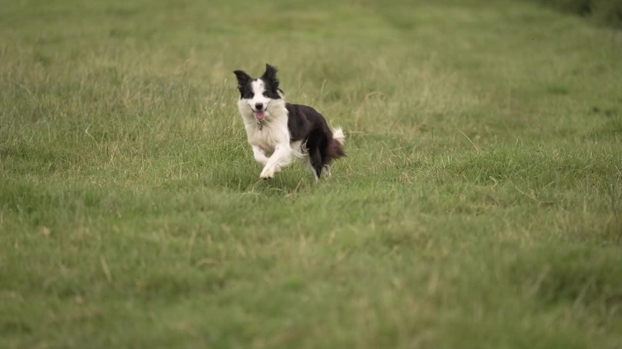 一部关于农场牧羊犬工作的剪辑短片视频素材
