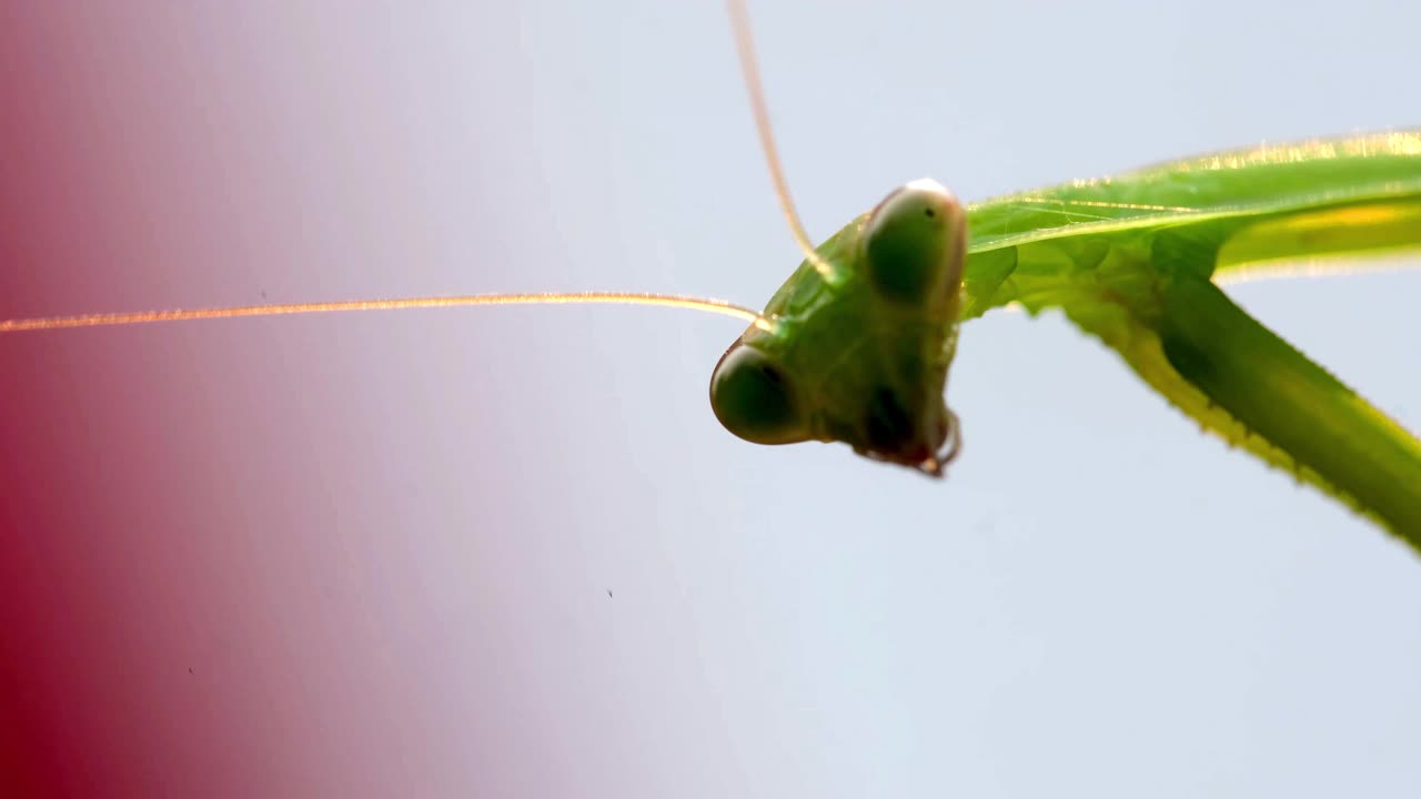 都市花园中的螳螂。视频下载