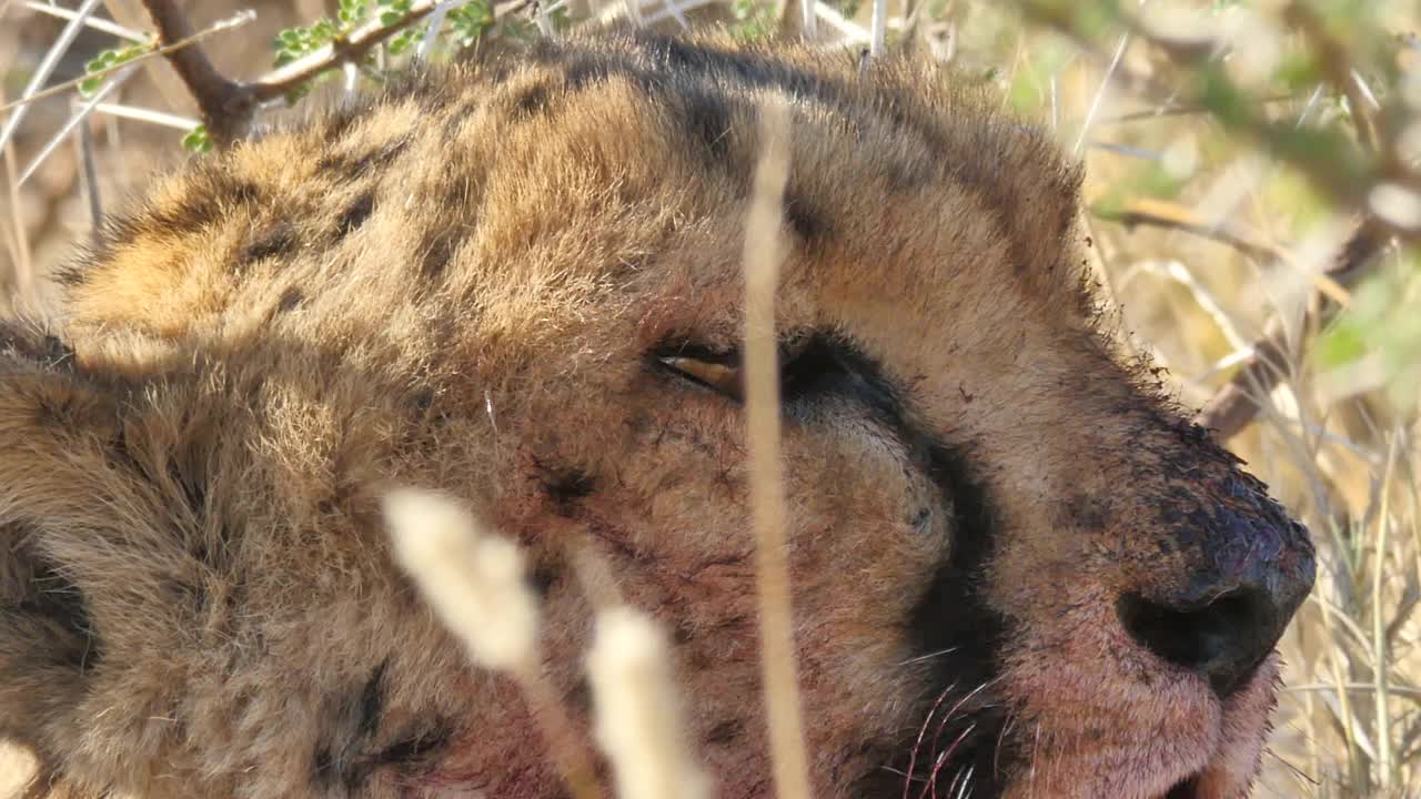 非洲——猎豹视频下载